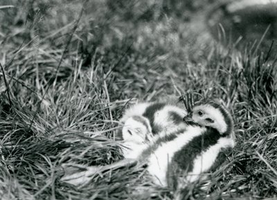 Two young Andean Geese at London Zoo, August 1916 by Frederick William Bond